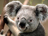 Potoroo Palace