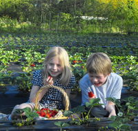 Blue Hills Berries  Cherries - Attractions Perth