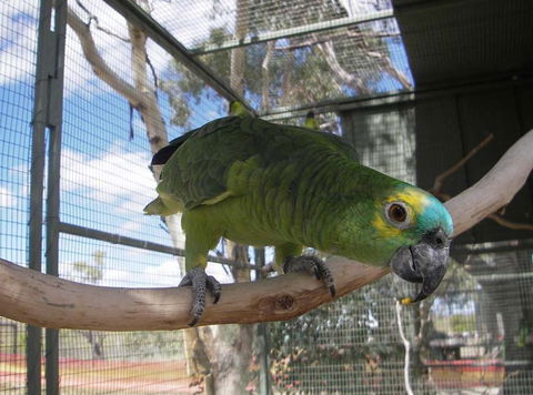 Darling Downs Zoo - Attractions Perth 1