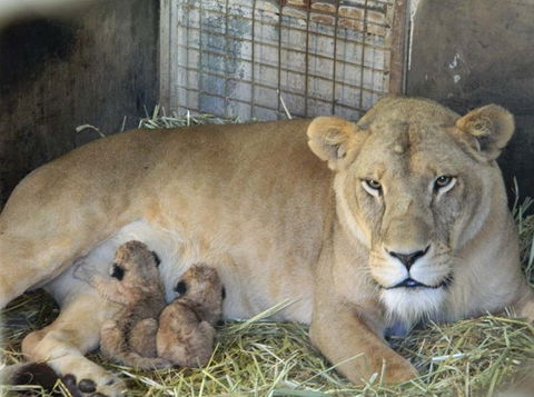 Darling Downs Zoo - Attractions Perth 2