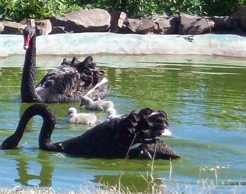Darling Downs Zoo - Attractions Perth 3