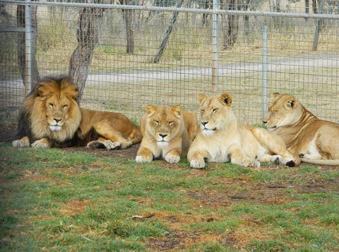 Darling Downs Zoo - Attractions Perth 4