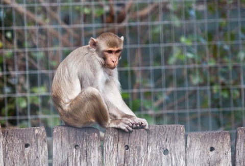 Darling Downs Zoo - Attractions Perth 5