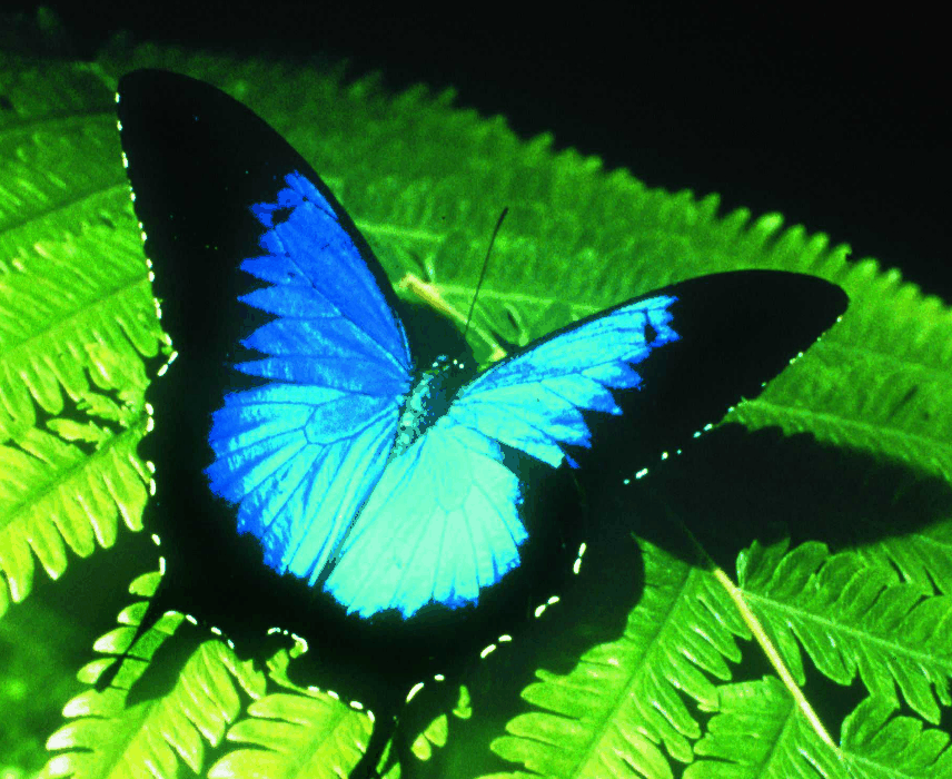 Australian Butterfly Sanctuary - Attractions Perth