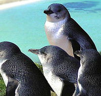 Rockingham Wild Encounters - Attractions Perth