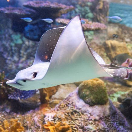 Melbourne Aquarium - Attractions Perth 4