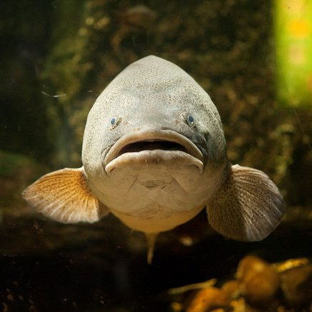 Melbourne Aquarium - Attractions Perth 5