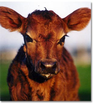 Chesterfield Farm - Attractions Perth 1