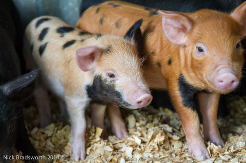 Chesterfield Farm - Attractions Perth 4