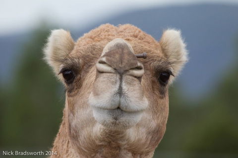 Chesterfield Farm - Attractions Perth 5