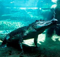 WILD LIFE Sydney Zoo - Attractions Perth