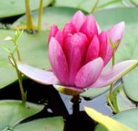 The Lotus Day Spa and Retreat - Attractions Perth