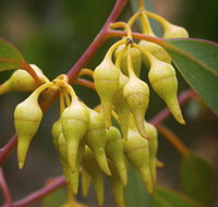 Mount Short Scenic Drive - Attractions Perth