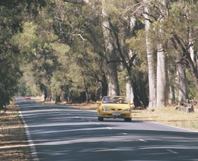 Ludlow Tuart Forest - Attractions Perth 0