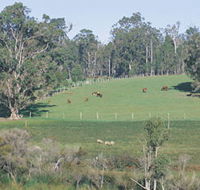 Scenic Drives - Bunbury Collie Donnybrook - Attractions Perth