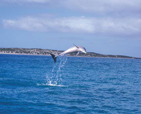 Steep Point - Attractions Perth 0