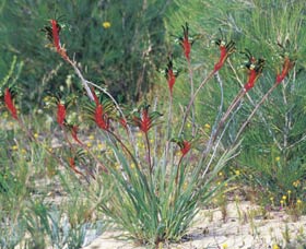 Kalbarri Wildflower Centre - Attractions Perth 0