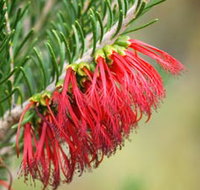 Ethel Daw Scenic Drive - Attractions Perth