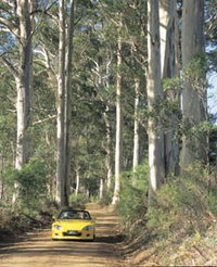Mount Shadforth Scenic Drive