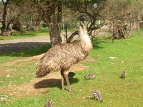 Bluff Beach SA Attractions Perth