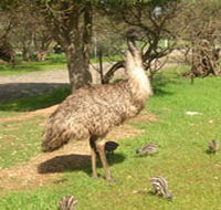 Minlaton Fauna Park - Attractions Perth