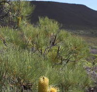 Lesueur Walk Trail Mount Lesueur - Attractions Perth