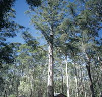 Diamond Tree Lookout Manjimup - Attractions Perth
