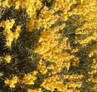 Dalwallinu Remnant Bushland - Attractions Perth