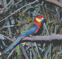 King River - Attractions Perth