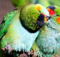 Rainbow Jungle - The Australian Parrot Breeding Centre - Attractions Perth