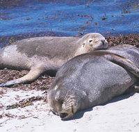 Carnac Island - Attractions Perth