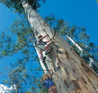 Dave Evans Bicentennial Tree - Attractions Perth