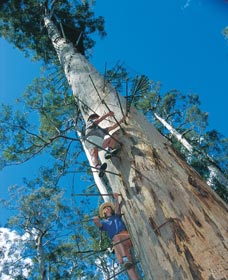 Dave Evans Bicentennial Tree - Attractions Perth 0