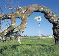 Greenough Leaning Trees - Attractions Perth
