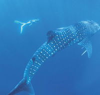Ningaloo Marine Park - Attractions Perth