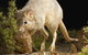 Kanyana Wildlife - thumb 0