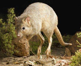 Kanyana Wildlife - Attractions Perth 0