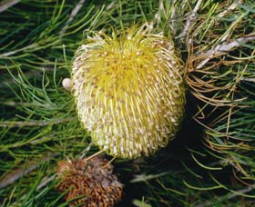 Gidgegannup WA Attractions Perth