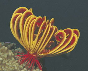 Muiron Islands - Attractions Perth 0