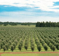 Fini Olives - Attractions Perth