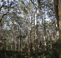 Boranup Karri Forest - Attractions Perth