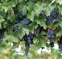 Capel Vale Wines - Attractions Perth