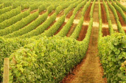 Darlington Estate Winery And Restaurant - Attractions Perth 0
