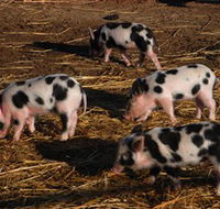 Will's Rare Breeds Farm - Attractions Perth