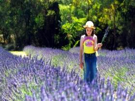 Brayfield Park Lavender Farm - Attractions Perth 0