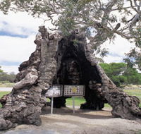The Herbig Family Tree - Attractions Perth