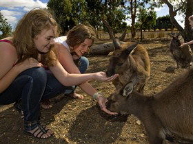 Kangaroo Island Wildlife Park - Attractions Perth 0