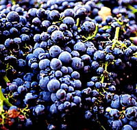 Laurel Bank Vineyard - Attractions Perth