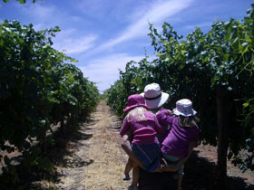 McLaren Vale Orchards - Attractions Perth 0