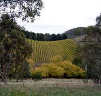Mt Bera Vineyards - Attractions Perth